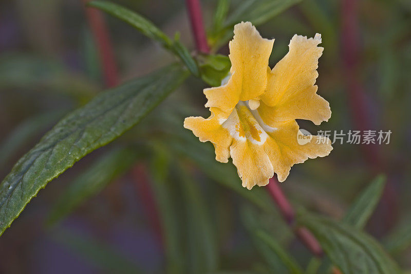 粘猴花灌木或橙丛猴花，橙花Diplacus aurantiacus或Mimulus aurantiacus, Pismo Beach State Park, California。Phymaceae。